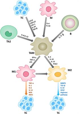The role of innate immune cells in the tumor microenvironment and research progress in anti-tumor therapy
